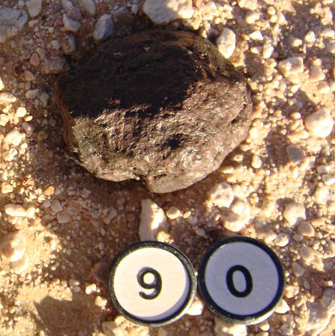 56.2 gram complete individual (in situ)