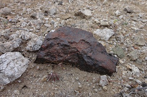 3.8 kilogram individual in situ