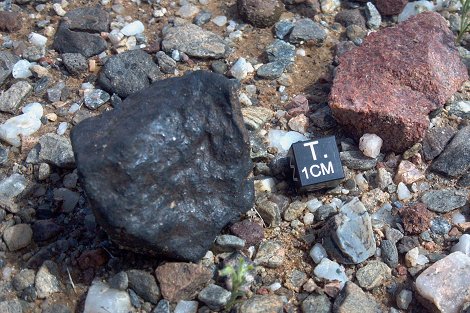 78.2 gram complete individual in situ