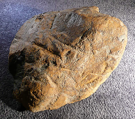 2070 gram main mass (view of top side from in situ position featuring bean picker prong marks from various encounters including the discovery moment)